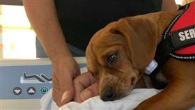 （１６：９）狗狗,真愛,病房,堅守,美國（圖／翻攝自Alexis Nazarino臉書）