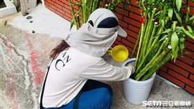 疾管署防疫人員持續加強新北市中和區國強嶺周邊之孳生源查核。（圖／疾管署提供）