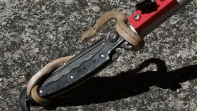 王錦蛇(翻攝自臉書社團路殺社)