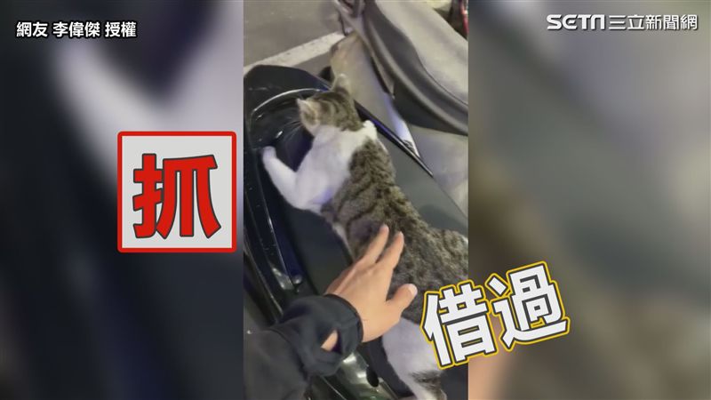 貓霸占機車趕不走　網笑：等奴才收編