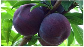 恐龍蛋,紅龍蛋,青龍蛋,加州,水果（圖／翻攝網路）