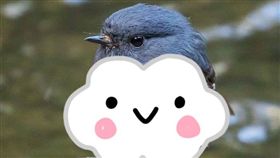 粉紅鴝鶲,翻攝自推特