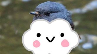 史上最美的鳥！配色讓全網少女心爆發