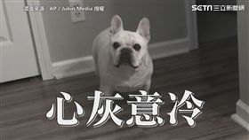 誰准你說我胖！　主人喊減肥汪星人狂回嘴