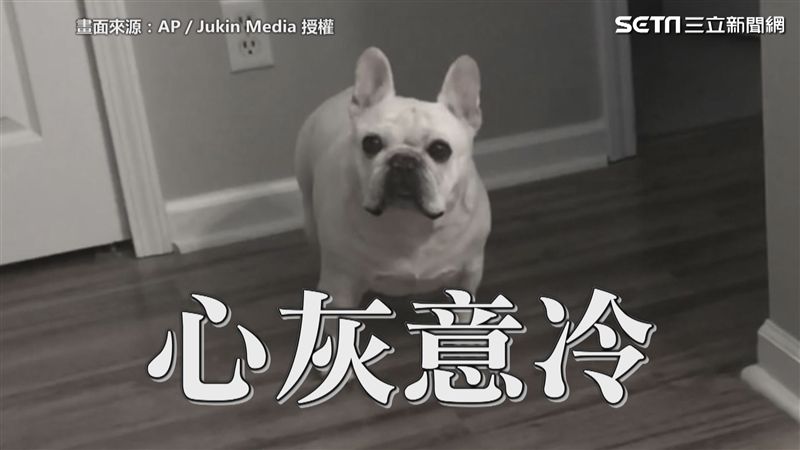 誰說我胖！　主人喊減肥汪星人狂回嘴