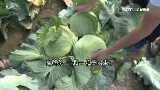 高麗菜搶種「紅燈預警」　過剩恐價崩