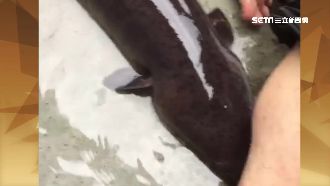 神男花蓮釣起巨大尾鱸鰻　驚人照曝光