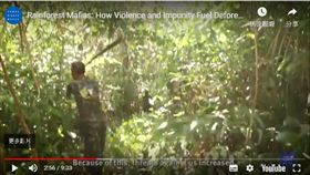 人權觀察,亞馬遜雨林,森林砍伐,黑幫,企業結盟（youtube)