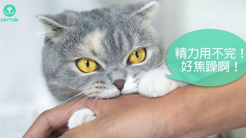 返老還童？貓甲狀腺機能亢進（上）