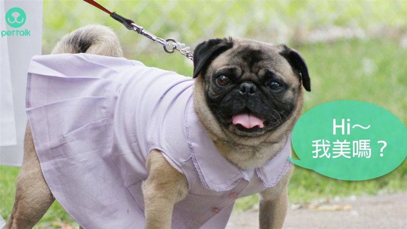 當母狗「大姨媽」來訪，該怎麼照顧？