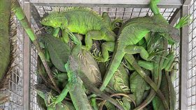 屏東縣,移除綠鬣蜥,老鷹紅豆,捕捉,難以遏阻(圖/屏東縣政府提供)中央社