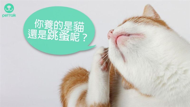 你知道貓比狗更容易被跳蚤纏上嗎？