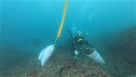 新北市,海洋防衛隊,復育資源,監測,積極(圖/新北海洋防衛隊提供)中央社