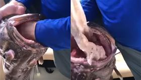 巴哈馬,魚,塑膠袋,海洋垃圾（圖／翻攝自YouTube）／https://tw.news.appledaily.com/international/realtime/20190919/1635751/