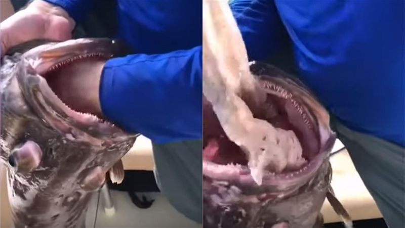 大魚海中狂吸塑膠　漁夫一掏超傻眼！