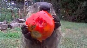 土撥鼠偷菜吃。（圖／翻攝自chunk_the_groundhog IG）