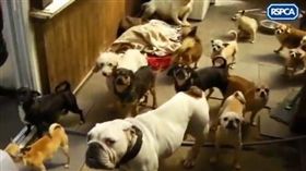 囚禁狗兒（圖／翻攝自Facebook／RSPCA）