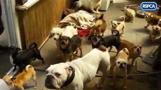 患「動物囤積症」　女家中囚禁百隻狗