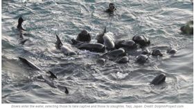 ▲（圖／翻攝自The Dolphin Project）
https://www.dolphinproject.com/blog/pilot-whales-slaughtered-drafted-into-captivity/