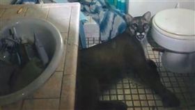 美洲獅,山獅,浴室,貓。（圖／翻攝自Tuolumne County Sheriff臉書）