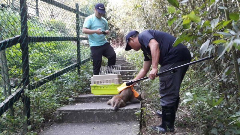 神仙谷遊客遭襲　警緝凶逮獼猴