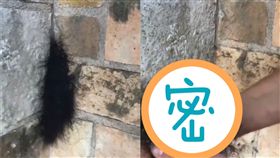 美國,德州,毛髮,幽靈蜘蛛（圖／翻攝自IG）