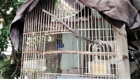 韓粉亂放生白頭翁（圖／翻攝自貝勒爺與涓格格）