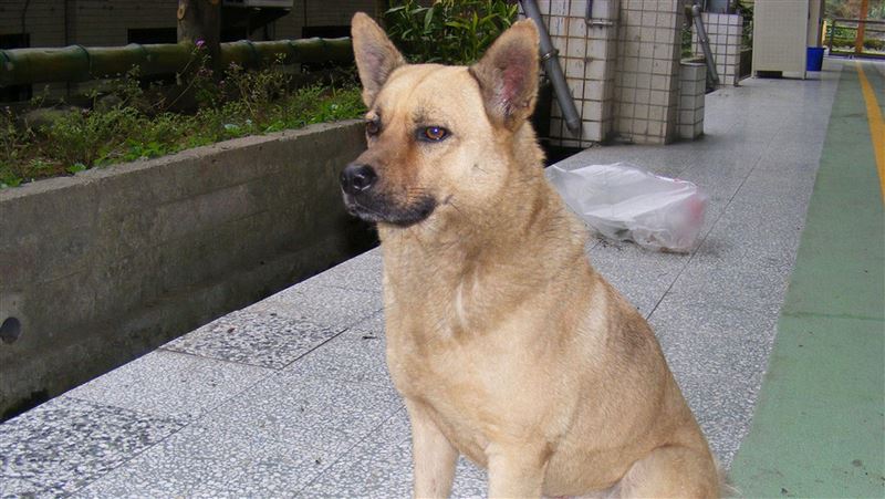 校犬阿醜伴讀離世　校方追思會緬懷！