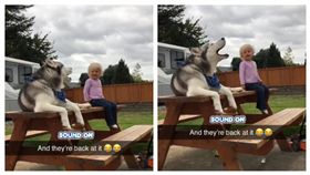 哈士奇,發展遲緩,美國,癲癇,陪伴（圖／翻攝自
Destanie Heath臉書）