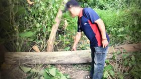 新北,樹林,工安意外,墜落,樹幹,壓死,砸頭（圖／翻攝畫面）