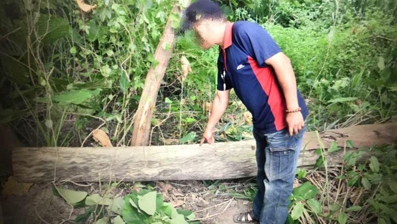 工人修剪樹木跌落　慘遭樹幹砸頭壓死