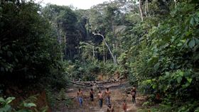 巴西,森林,產值,第三年,成長(圖/路透社/達志影像)