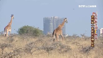 大樓與長頸鹿同框！肯亞首都蓋保育區
