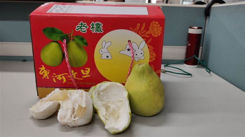 辭水香熟好滋味　中秋過後文旦更好吃