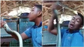 蠢男和蛇玩親親　下秒頭骨遭啃GG了