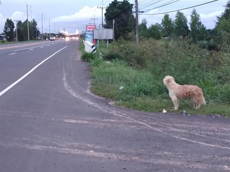 主人突病逝　忠犬見棺材哀傷低鳴不走