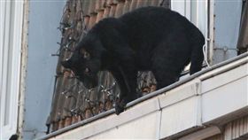 黑豹,猛獸,法國,屋頂,小鎮,飼養　圖／翻攝推特