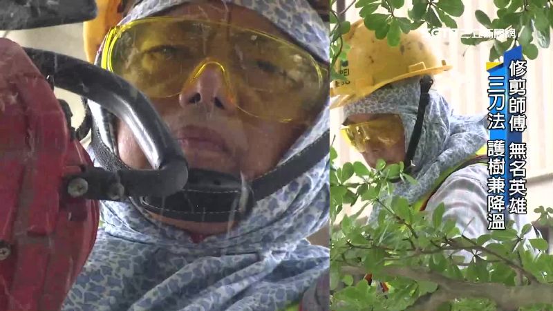 夏季行道樹降溫幫手　修剪師傅得考照