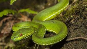 青竹絲（圖／翻攝自維基百科）