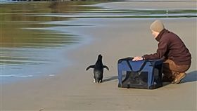 企鵝,峽灣企鵝,澳洲,紐西蘭,澳洲,墨爾本,游泳,累癱,覓食,食物,動物, 圖／翻攝自Phillip Island Nature Parks臉書