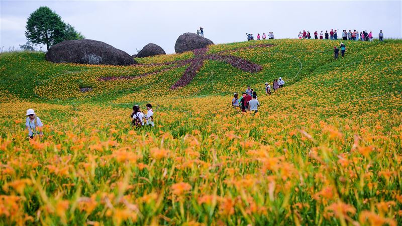 花蓮金針花期延後　雙十連假快衝！
