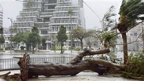 日本沖繩縣21日受到今年第17號颱風塔巴侵襲，強風造成部分地區行道樹被吹斷傾倒。（圖/中央社/共同社提供）