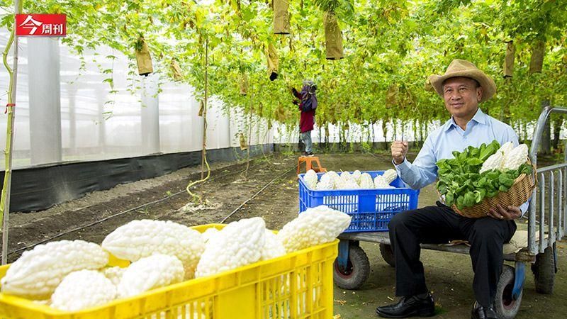 上面種電、下面種瓜　靠太陽能賺千萬