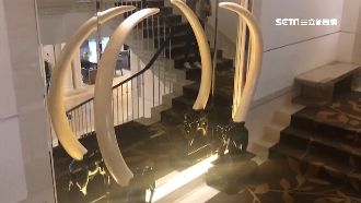 藝人曾合影！酒店象牙遭檢舉非法展示
