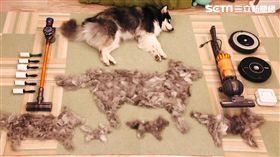 開箱,雪橇犬,分身,除毛(Eri Tanaka授權提供)