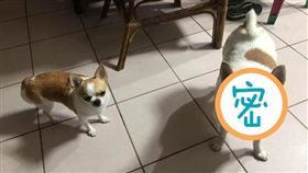 網路上流傳一句話說「有一種餓，叫阿嬤覺得你會餓」，表示只要被阿嬤「照顧」過的小孩或是寵物，體重都會翻倍成長，近日這個「都市傳說」又再度被認證。一名網友在臉書貼出一張吉娃娃的照片，照片中，左右兩隻吉娃娃體型差了將近3倍，讓她驚呼明明是「同一胎的兄妹…」，一個送去給阿嬤養後，竟然出現如此大的差異，也讓網友笑翻留言「阿嬤養的就是不一樣」。（圖／翻攝自爆廢公社）