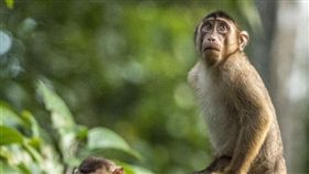 16:9
真的是「抓猴」瞬間！猴子啪啪啪被攝　戲精上身表情超生動
搞笑野生動物攝影獎
圖／翻攝自Comedy Wildlife Photography Awards
https://www.comedywildlifephoto.com/gallery/2019_finalists.php