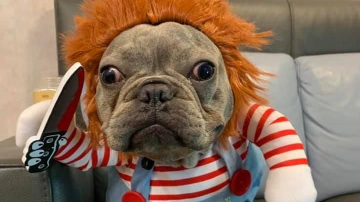 萌犬「恰吉」上身！持刀狠追殺起來