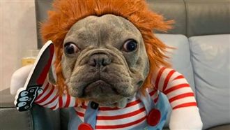 萌犬「恰吉」上身！持刀狠追殺起來