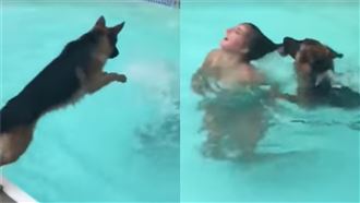 德國狼犬救溺水主人　溫馨畫面秒崩壞